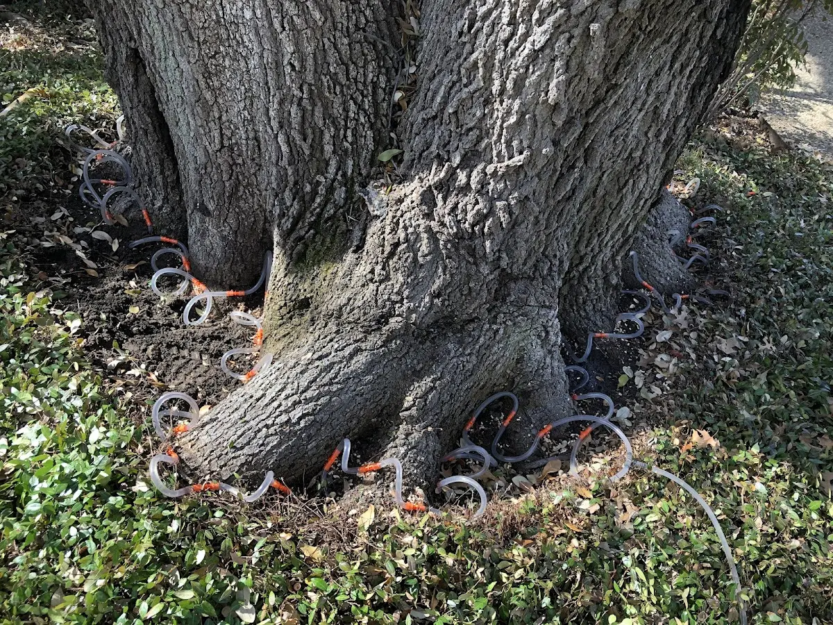 Detailed Tree Cabling and Bracing job site in Jayton